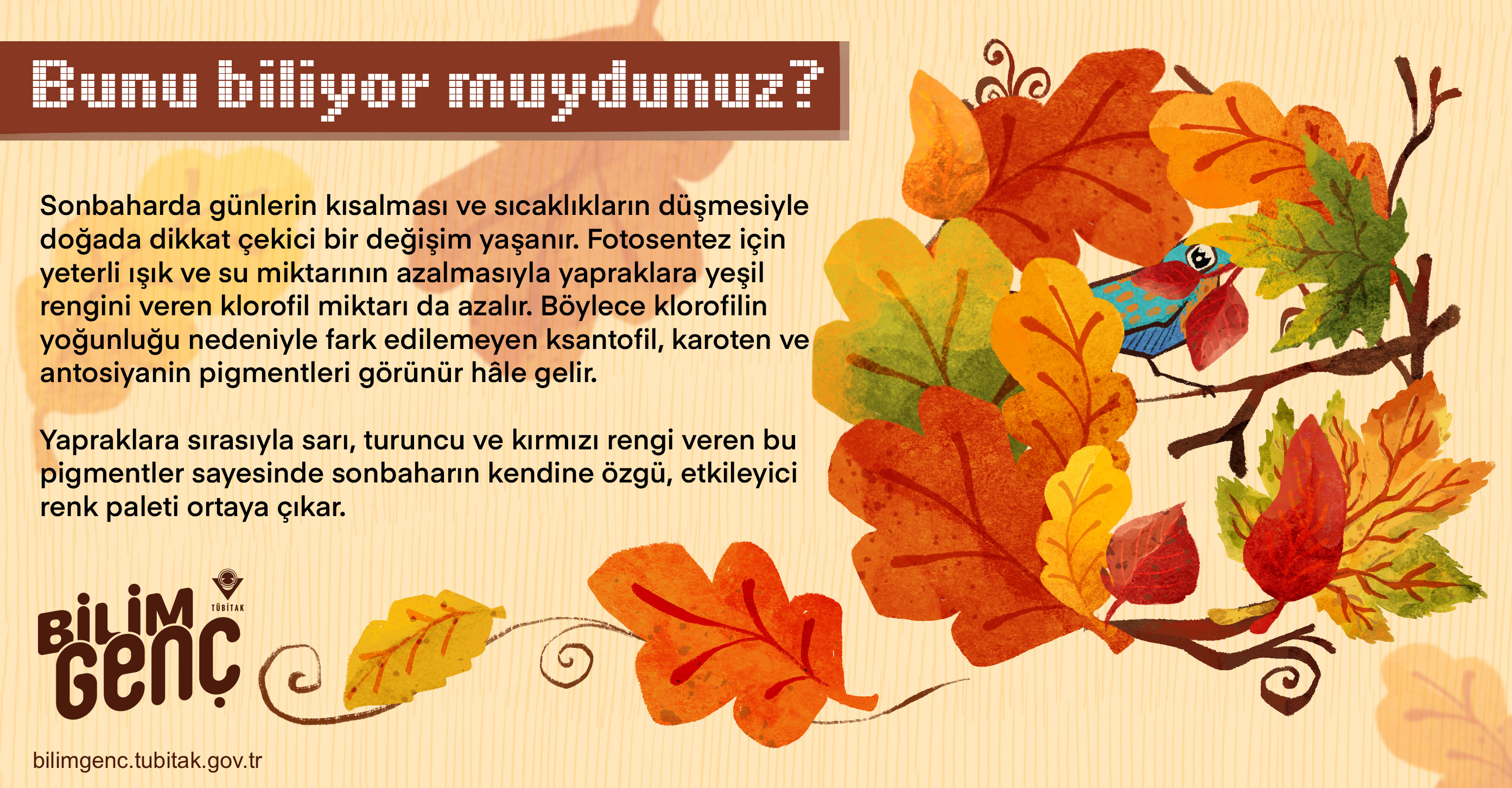 Bunlar Biliyor Musunuz Bilim Genc T B TAK Bilim Gen 